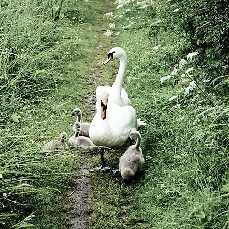 Duck Terrace With Gym Duckling Stays Kibworth Harcourt Exteriör bild