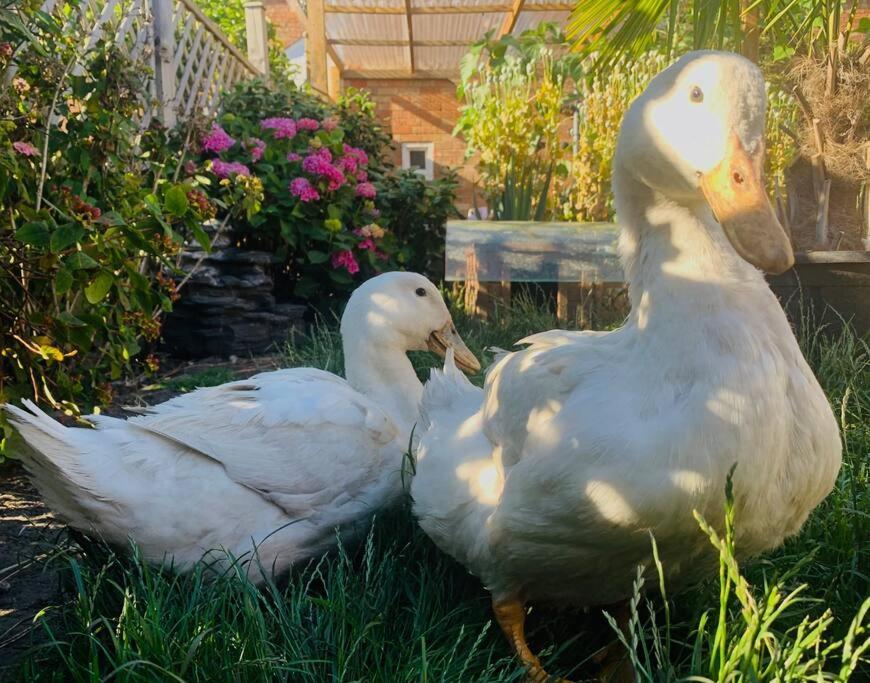 Duck Terrace With Gym Duckling Stays Kibworth Harcourt Exteriör bild