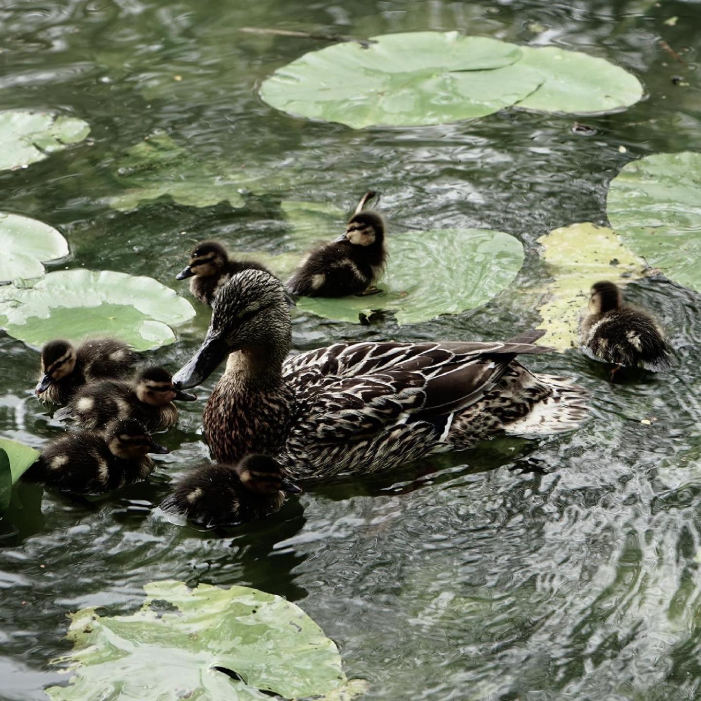 Duck Terrace With Gym Duckling Stays Kibworth Harcourt Exteriör bild